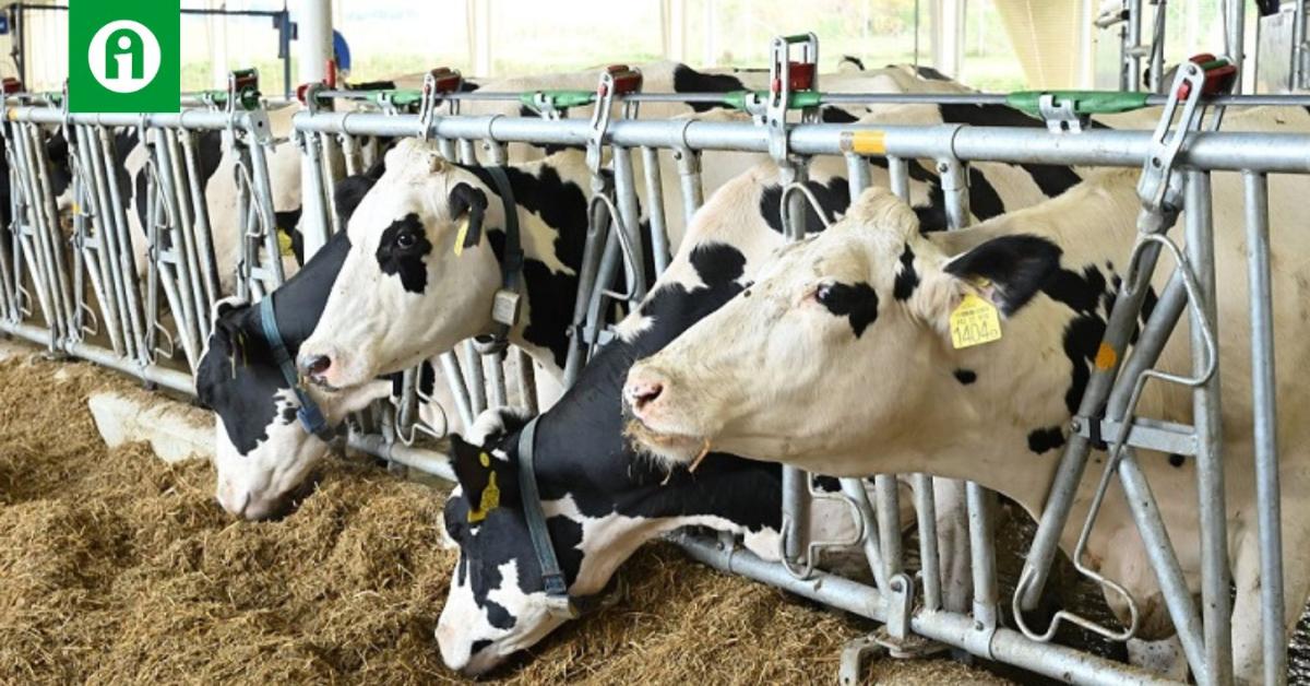 Hatalmas lépés! Precíziós tejtermelő laboratórium épült Kaposváron