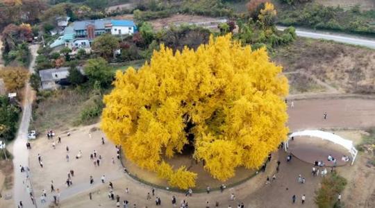 Ezt a 860 éves ginkgofát minden évben tízezrek akarják látni +VIDEÓ