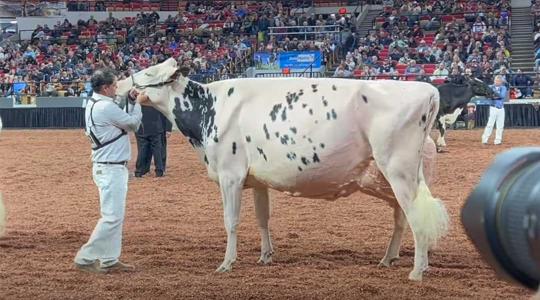 Íme Észak-Amerika legszebb fejőstehene, ami ráadásul napi 59 kg tejet ad