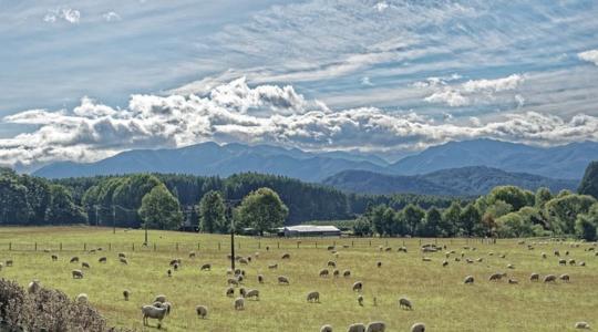 Zöld lámpát kapott az EU és Új-Zéland közötti szabadkereskedelmi megállapodás