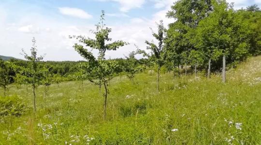 A hét hirdetése: eladó az ország egyetlen Ginkgo-birtoka