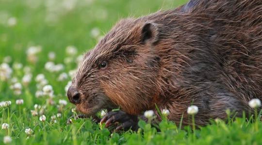 Régen a hód húsa értékes tápláléknak számított