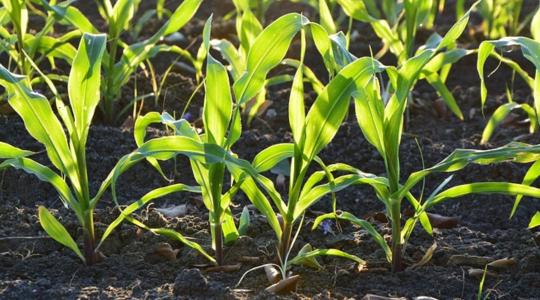 Kitörési pont lehet az export az agrárszektor teljesítményének a növeléséhez?