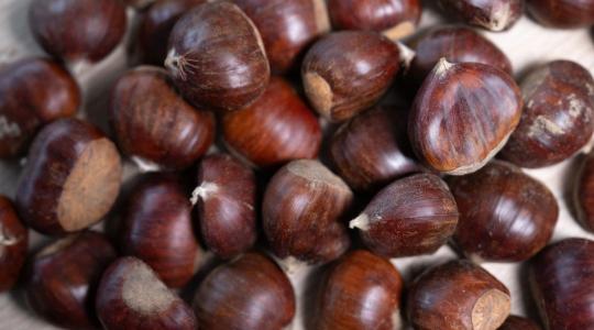 Nagyon kevés termett az ünnepi időszak fontos alapanyagából 
