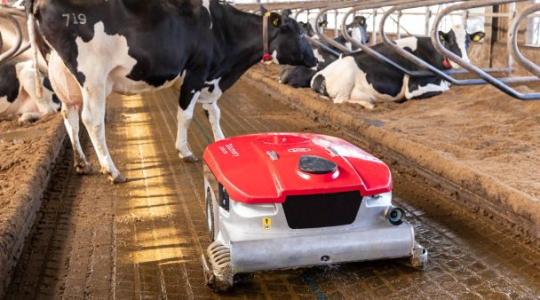 Istállótakarító robot, aminek a tehenek is örülnek