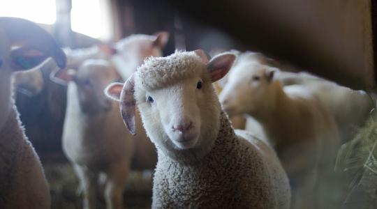 Szigorításokra figyelmeztet a Nébih: változnak az antibiotikumok felírásának követelményei