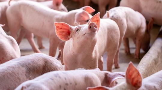 Jó hír a tenyésztőknek? Enyhe emelkedés a vágósertés árában