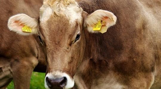 Egy méltatlanul mellőzött csodaszer: a marhaepeszappan