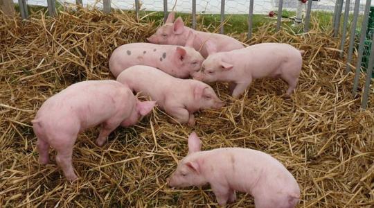Mennyire volt jövedelmező 2023-ban az állattartás?