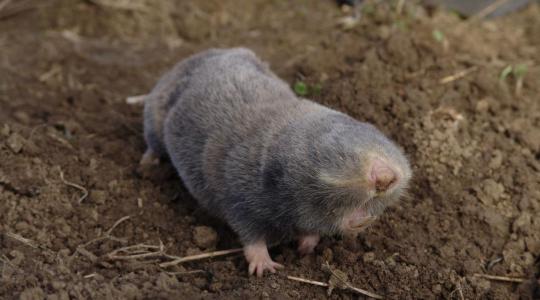 Milyen állat a földikutya, és vajon mit csinál télen?