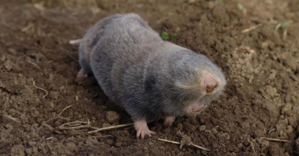 Milyen állat a földikutya, és vajon mit csinál télen?