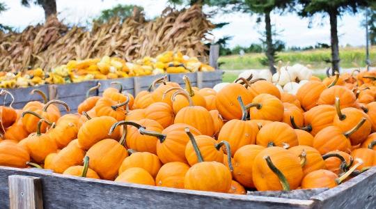 26 milliárdos tökfarm: meglepődnél, ha tudnád, mi épül fel rajta