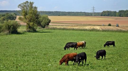 Ki hinné, hogy a talaj minősége az élelmiszer minőségét is befolyásolja?