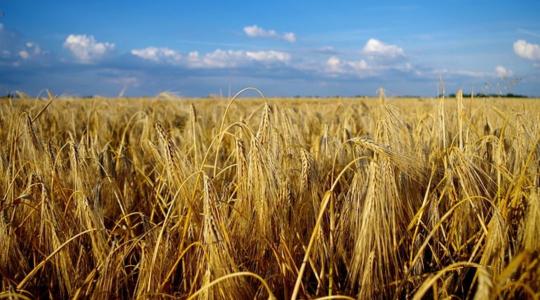 A lengyel agrártárca egyik vezetője az ukrán agrárimport 20 évre szóló betiltását javasolja