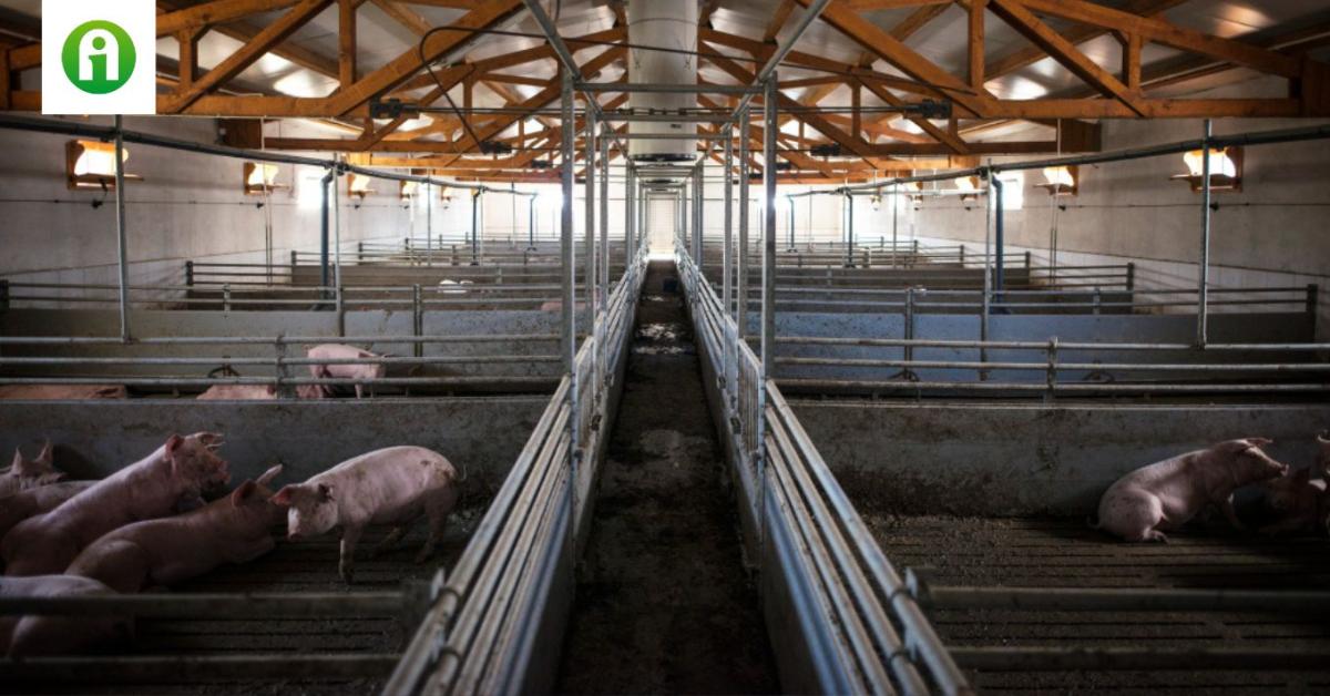 Zsugorodik az európai sertéspiac – a magyar termelőknek ez jól jöhet Zsugorodik az európai sertéspiac – a magyar termelőknek ez jól jöhet