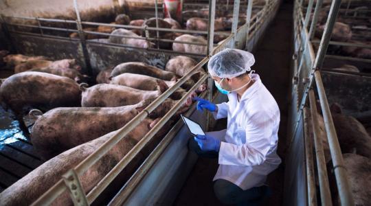 Kevesebb antibiotikum, biztonságosabb élelmiszer: látható a javulás