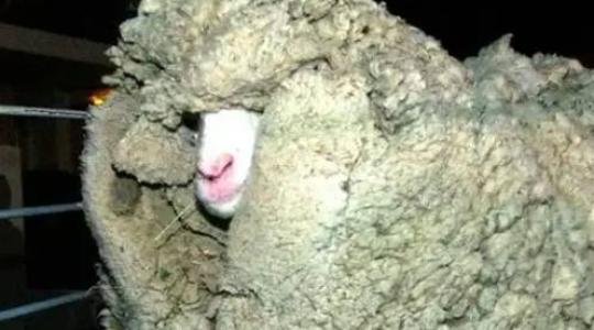 Shreknek, a juhnak 6 évig sikerült megúsznia a nyírást – 27 kg gyapjú lett a végeredmény