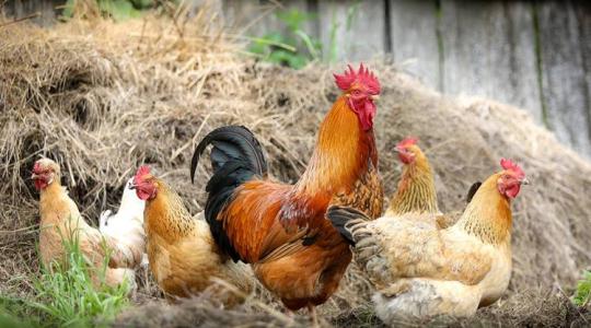 Honnan tudják a kakasok, hogy mikor fog felkelni a nap?