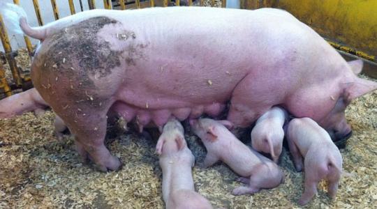 Mennyire lehetnek elégedettek a sertéstartók az árakkal?