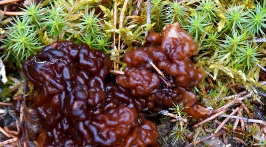 Hiába mérgező a papsapkagomba, a finnek akkor is megeszik