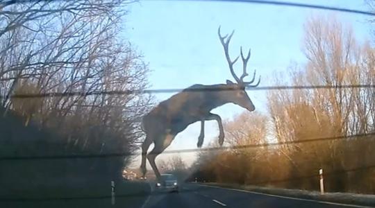 Mázlija volt az autósnak – hatalmas gímszarvasok ugrottak az útra Kakasd mellett + VIDEÓ
