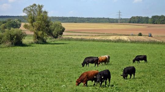 Milyen az ideális magkeverék?