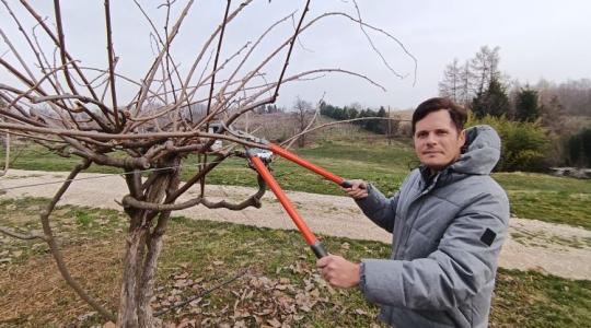 Így metszd a kivit, ha azt akarod, hogy teremjen is!