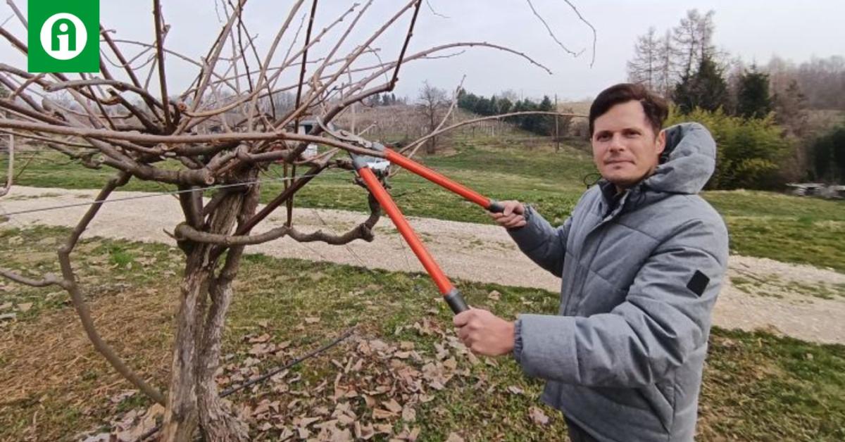 Így metszd a kivit, ha azt akarod, hogy teremjen is! Így metszd a kivit, ha azt akarod, hogy teremjen is!