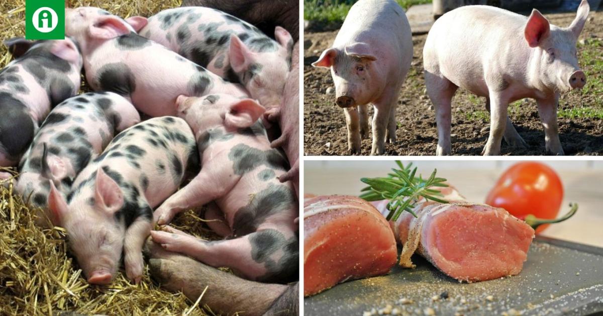 Száz év alatt megtízszereződik a húsigény!
