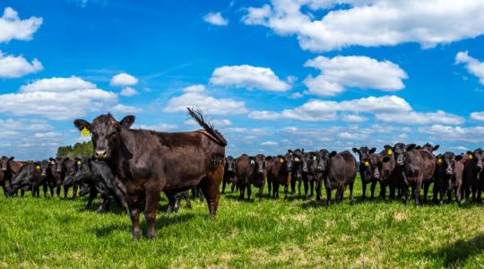 Itt vannak a részletek az első állatjóléti támogatásról!