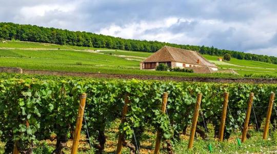 Hétezer palack burgundit lopott el egy férfi 