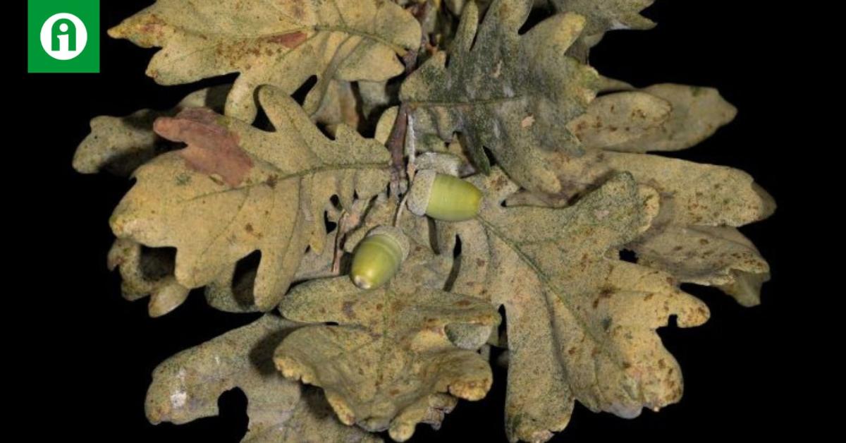 Valóban veszélyben vannak a tölgyerdők?