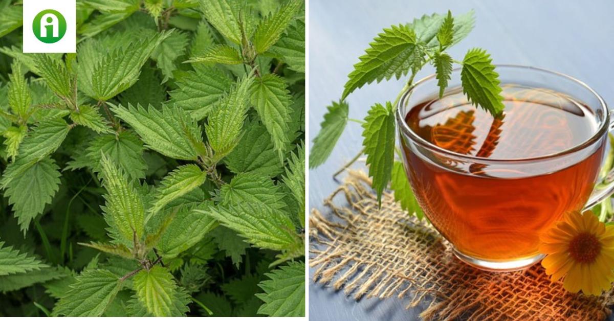 Csalán, a csípősen sokoldalú segítőtárs Csalán, a csípősen sokoldalú segítőtárs