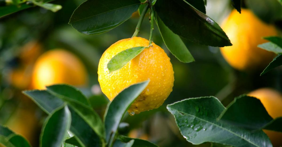 Citrom túltermelési válság: bajban vannak az exportőrök Citrom túltermelési válság: bajban vannak az exportőrök