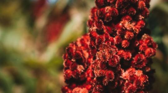 Sumac, az egyik legizgalmasabb fűszer, számos jótékony hatással 