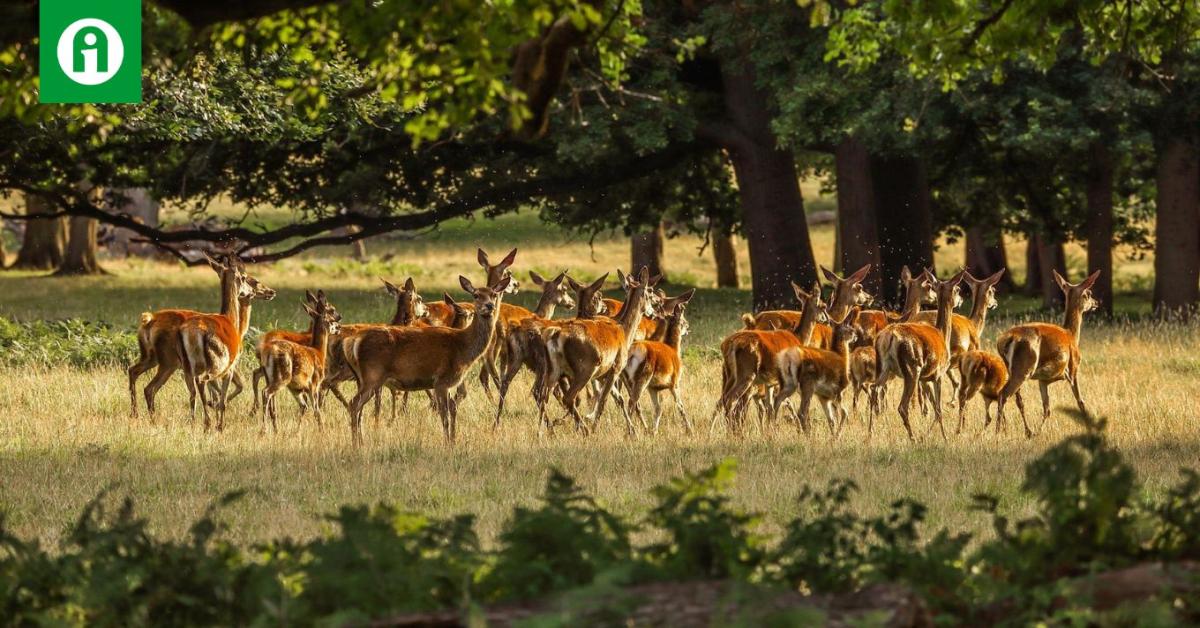 Jó vadföldekkel távol tartható a vad Jó vadföldekkel távol tartható a vad