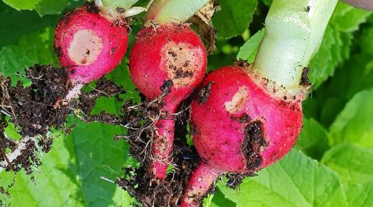 A kertben is ideje védekeznünk a talajlakó kártevők és gombák ellen