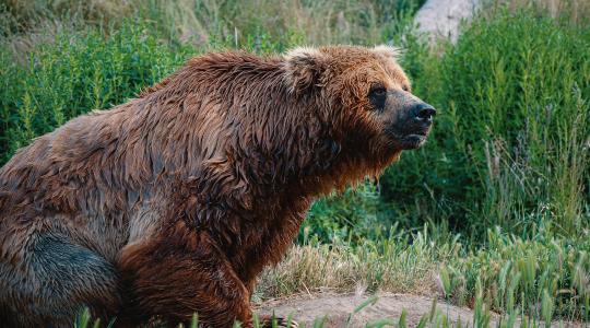 Rendkívüli helyzetet hirdettek: veszélyes állat miatt lépett egy szomszédos ország