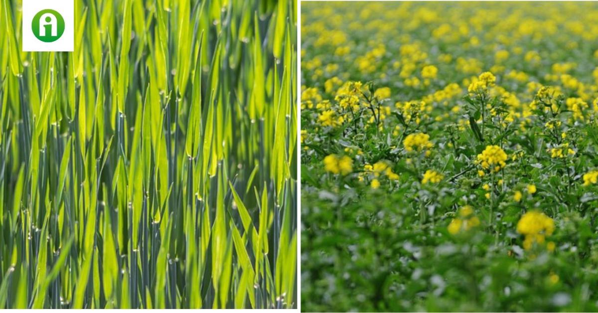 Virágzik a kökény – kezdődhet a kukorica vetése