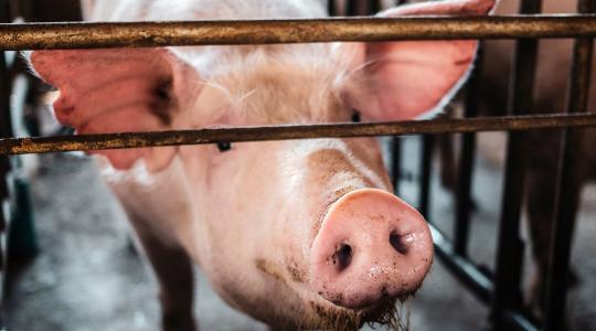 Sertéstartók, figyelem! Igényelhető az állatjóléti és a válságtámogatás