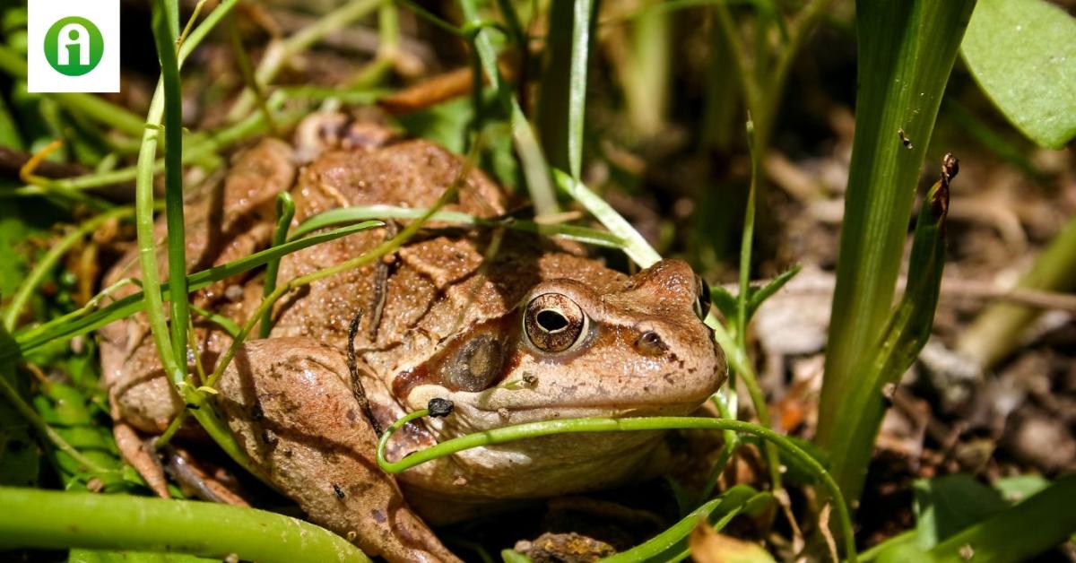 Nem gondoltad volna, hogy a kártevőirtásban milyen nagy segítség a béka!
