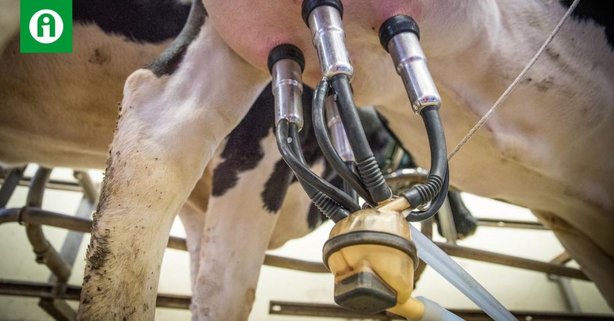 Csökkenő felvásárlási ár, újra import dobozos tej a polcokon – mi lesz így?
