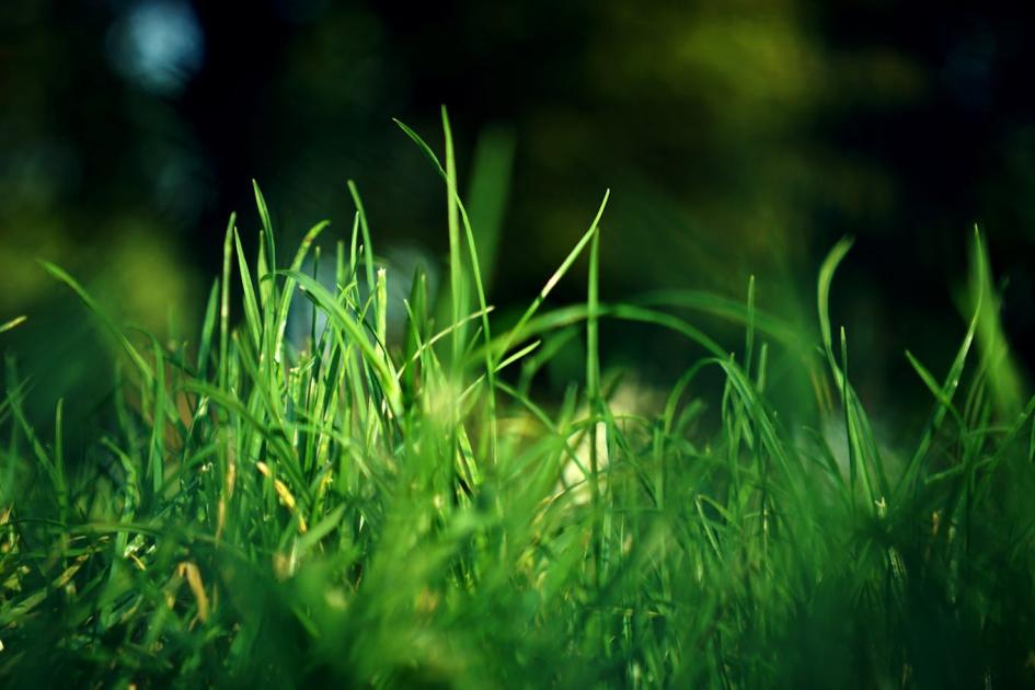 Moha a gyepen: így szabadulj meg tőle Moha a gyepen: így szabadulj meg tőle