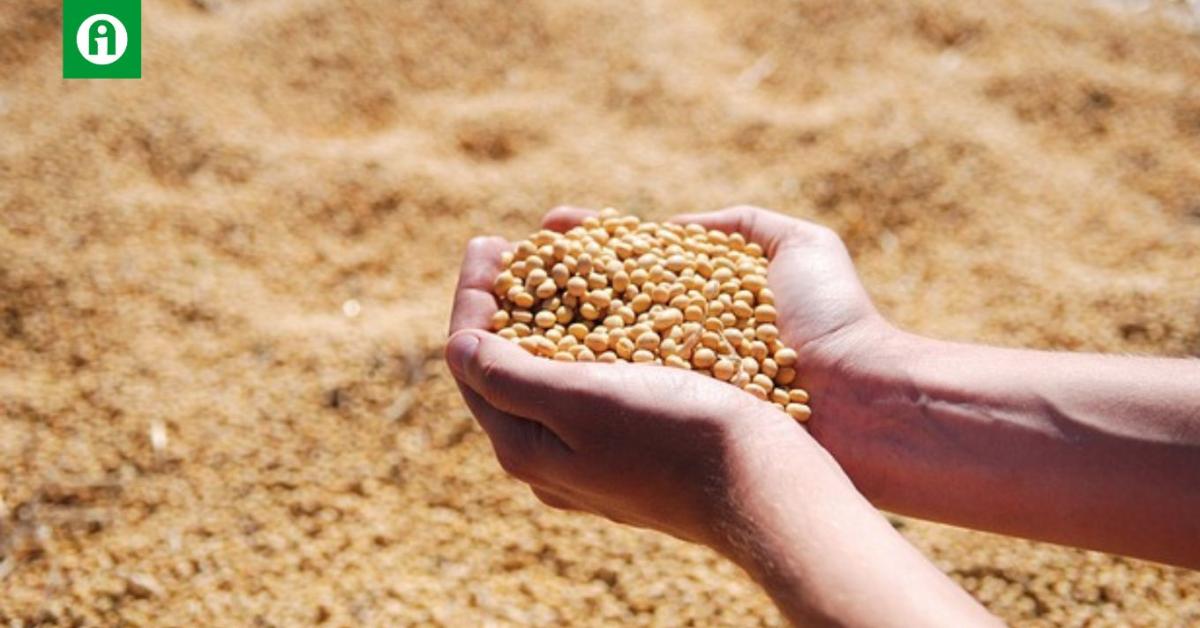 Szójaimport: zavaros statisztikák születtek Kínában Szójaimport: zavaros statisztikák születtek Kínában