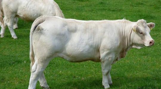 5 érdekesség a világ egyik legkülönlegesebb marhahúsáról