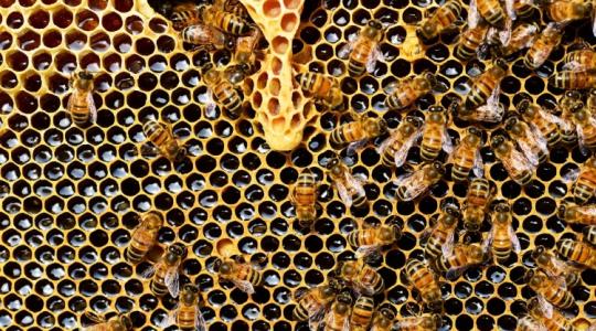 Kizárólag uniós eszközökkel enyhíthető a kínai méz pusztító hatása