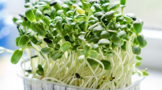 Vegyszermentes, mégsem bio, agrár, mégsem kaphat támogatást – mi az? 