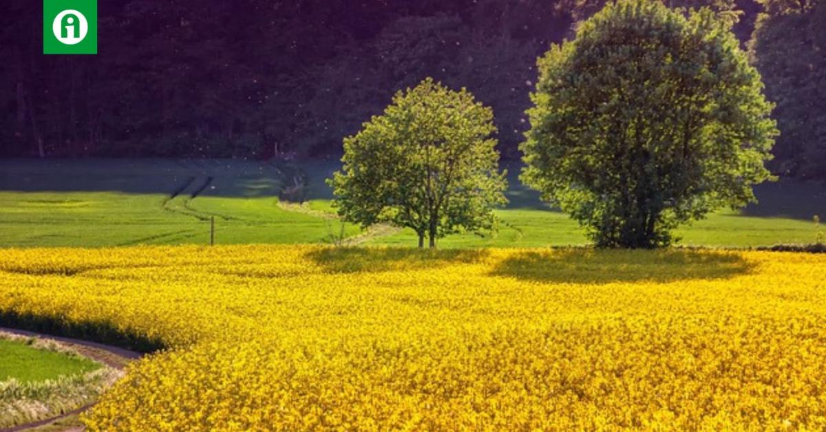Egyre aggasztóbb a csapadékhiány Egyre aggasztóbb a csapadékhiány
