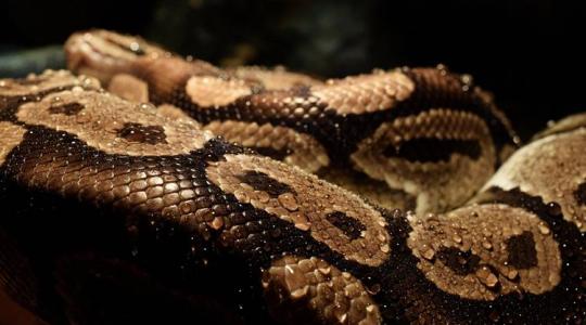 Kiderült a pitonról, hogy kitűnően helyettesítheti a baromfihúst