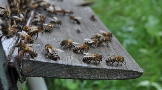 A méhek a sötétben is érzékelik a társaik táncát